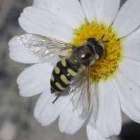 Dasysyrphus venustus (Syrphe)