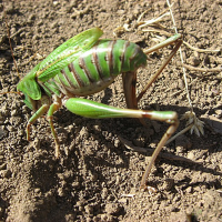 decticus_verrucivorus3mv (Decticus verrucivorus)