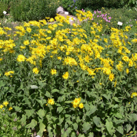 Doronicum austriacum (Doronic)