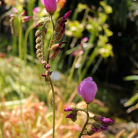 drosera_capensis5md