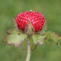 duchesnea_indica7md (Duchesnea indica)