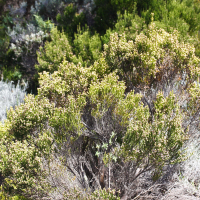 erica_reunionensis2md (Erica reunionensis)