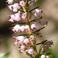 erica_vagans2md (Erica vagans)