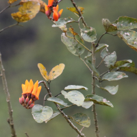 Erythrina fusca (Bois immortelle, Érythrine brune)