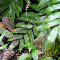 Erythrodes plantaginea (Erythrodes)