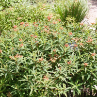 Euphorbia griffithii (Euphorbe de Griffith)