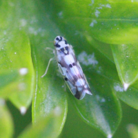 eupteryx_aurata2bd