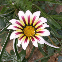 Gazania_sp