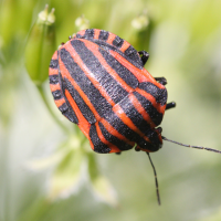 graphosoma_italicum3md