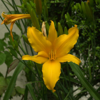 hemerocallis_fulva2bd