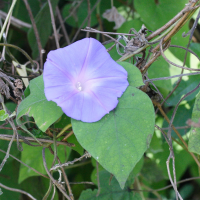 ipomoea_nil1md
