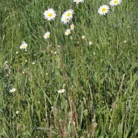 Leucanthemum vulgare (Grande marguerite)