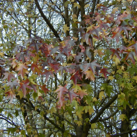 liquidambar_styraciflua4amd