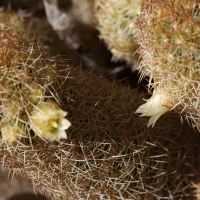 mammillaria_elongata2bd