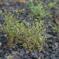 Minuartia hybrida (Minuartia  à feuilles ténues)