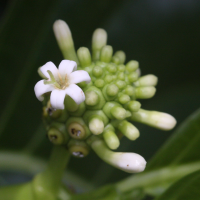 morinda_citrifolia3md