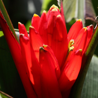 musa_coccinea2md