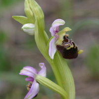 ophrys_fuciflora3md