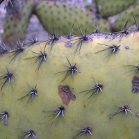 opuntia_pilifera2md