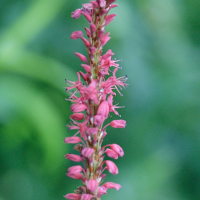 Persicaria_amplexicaulis