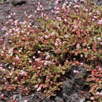 Persicaria capitata (Renouée, Persicaire arrondie)