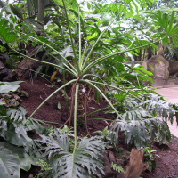 Philodendron selloum (Philodendron)