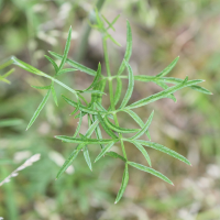 pimpinella_saxifraga3md