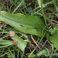 platanthera_bifolia5bd