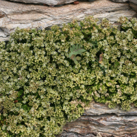 Polycarpon polycarpoides catalaunicum (Polycarpon de Catalogne)