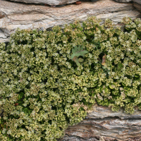 Polycarpon_polycarpoides catalaunicum