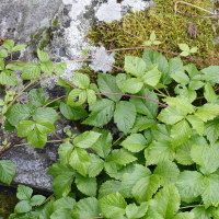 Rubus saxatilis (Ronce des rochers)