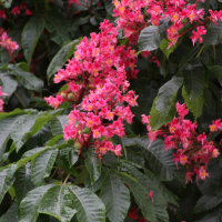 aesculus_x_carnea5md