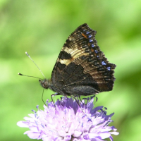 aglais_urticae3md (Aglais urticae)