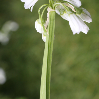 allium_triquetrum2md (Allium triquetrum)