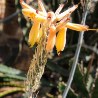 aloe_camperi2md (Aloe camperi)