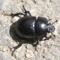 anoplotrupes_stercorosus3md (Anoplotrupes stercorosus)