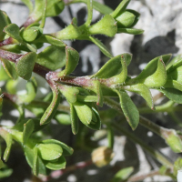 arenaria_multicaulis3md (Arenaria multicaulis)