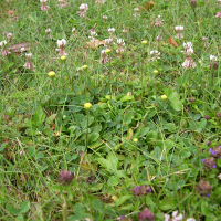 bellis_perennis1slmd (Bellis perennis)