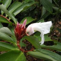 Cheilocostus_speciosus (Cheilocostus speciosus)