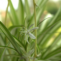 chlorophytum_comosum3md