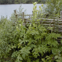 Cirsium oleraceum (Cirse faux épinard)