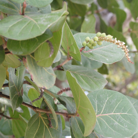 coccoloba_uvifera5md (Coccoloba uvifera)