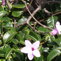 Cryptostegia_madagascariensis (Cryptostegia madagascariensis)