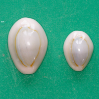 Cypraea annulus (Porcelaine anneau d'or)