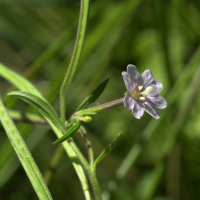 epilobium_palustre4md (Epilobium palustre)