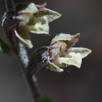 epipactis_microphylla3bd (Epipactis microphylla)