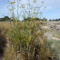 foeniculum_vulgare2md