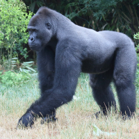 Gorilla gorilla (Gorille)