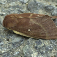 Lasiocampa trifolii (Bombyx du trèfle)