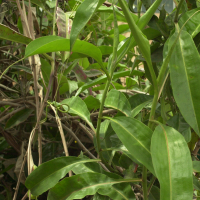 nepenthes_x_coccinea1md